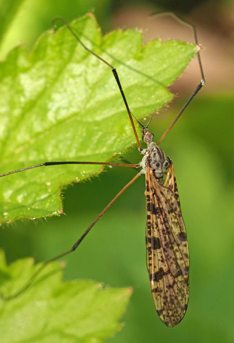 Stelzmücke, Limnophila schranki